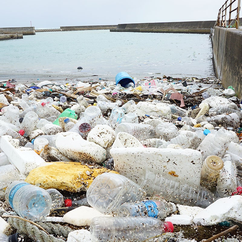 プラスチックごみを食べる虫たち